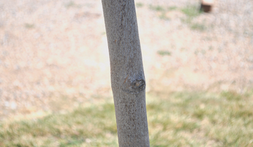 Close up of Regal Petticoat Maple bark