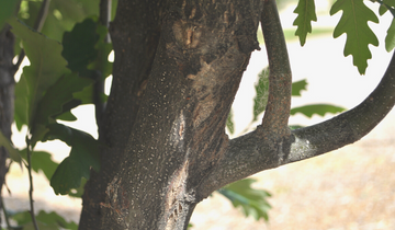 Close up of Regal Prince Oak tree bark