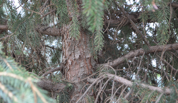 Close up of Riverside Serbian Spruce bark