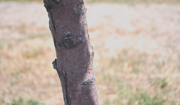 Close up of Royalty Crabapple bark