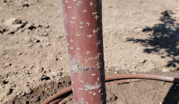 Close up of Royalty Crabapple bark