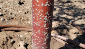 Ruby Dayze crabapple bark