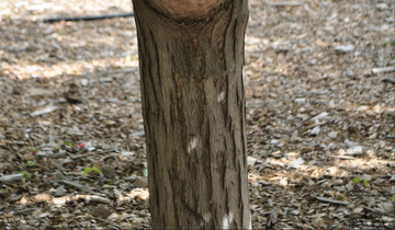 Close up of Rugged Charm Tatarian Maple bark