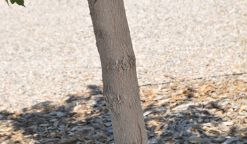 Close up of Rugged Ridge Maple bark