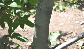 Close up of Rustica Rubra Saucer Magnolia bark