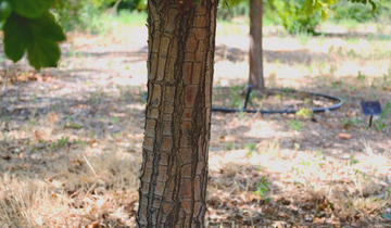 Close up of Sargent Tina Crabapple bark