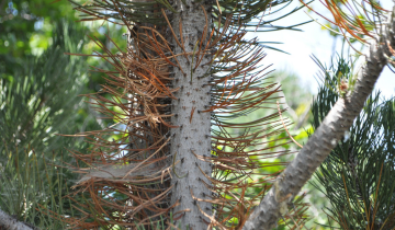 Close up of Satellite Bosnian Pine bark