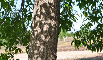 Close up of Sawtooth Oak bark