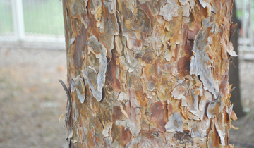Close up of Scotch Pine tree bark