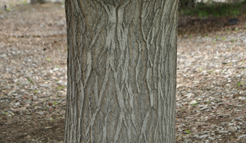 Close up of Sensation Box Elder bark