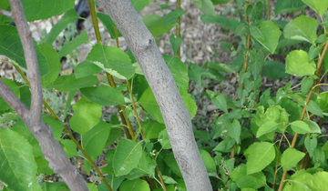 Close up of Shadblow Serviceberry bark