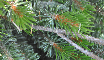 Close up of Sherwood's Dwarf Bristlecone Pine bark