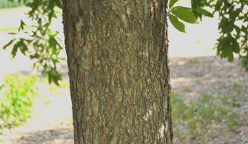 Close up of Shingle Oak bark
