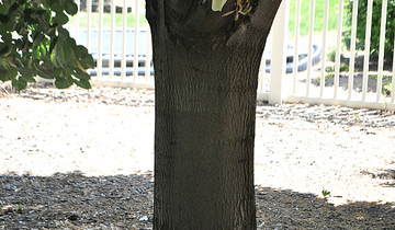 Close up of Silver Linden bark
