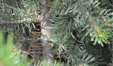 Close up of Singleleaf Pinyon Pine Bark