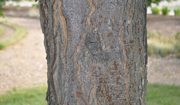 Close up of bark on Skyline Honeylocust