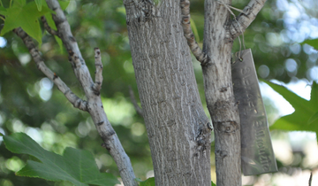 Close up of Slender Silhouette Sweetgum tree bark