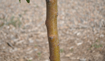 Sparkling Sprite Crabapple bark