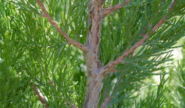 Close up of bark on Spartan Chinese Juniper