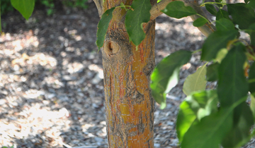 Close up of Spring Snow Crabapple bark
