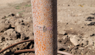 Starlite Crabapple bark
