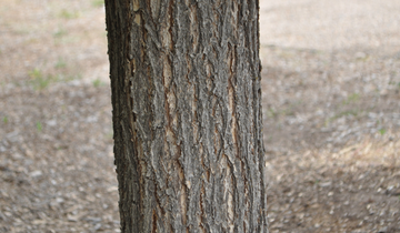 Close up of State Street Maple bark