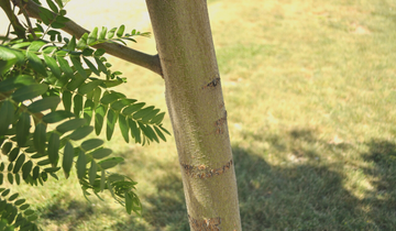 Close up of Street Keeper Honeylocust bark