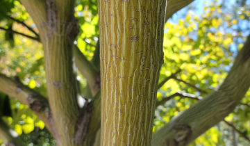 Close up of Striped Maple bark
