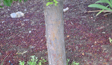 Close up of bark on Sugar Tyme Crabapple