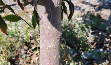 Close up of Summer Elixir Elm tree bark