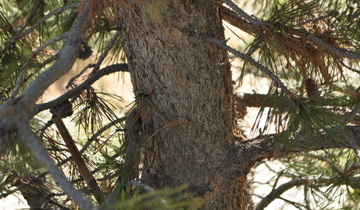 Close up of Taylors Sunburst Lodgepole Pine tree bark