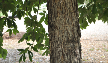 Close up of Swamp White Oak bark