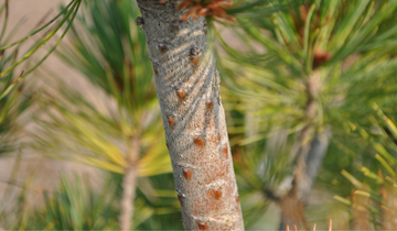 Close up of Swiss Stone Pine Bark