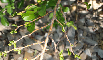 Close up of Texas Scarlet Flowering Quince bark