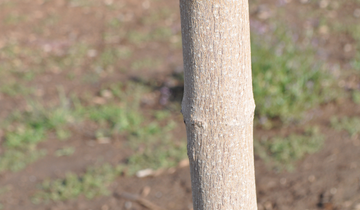 Close up of Crimson Sunset Truncatum Maple bark