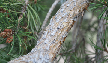 Close up of Uncle Fogy Weeping Jack Pine bark