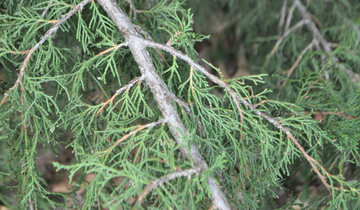 Close up of Utah Juniper bark