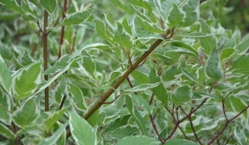 Close up of Variegated Red Twig Dogwood bark