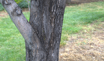 Close up of Allegheny Serviceberry bark