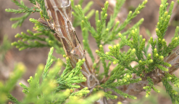 Von Martin Giant Sequoia bark