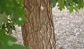 Close up of White Oak tree bark