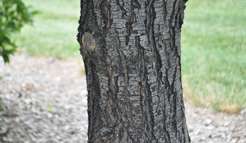 Close up of Worplesdon Sweetgum bark