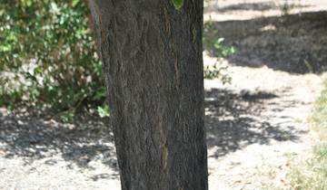 Close up of Yellowwood bark