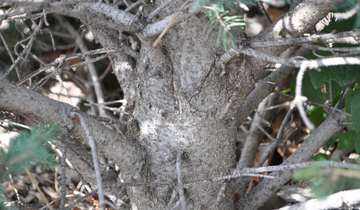 Close up of Yukon Blue White Spruce bark