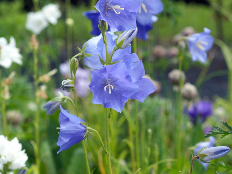 Bellflower 'Takion Blue'