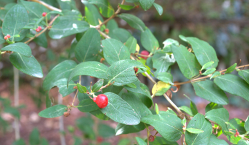 Honeyrose Tartarian Honeysuckle Berry