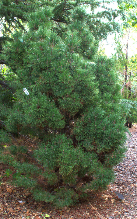 Big Tuna Mugo Pine