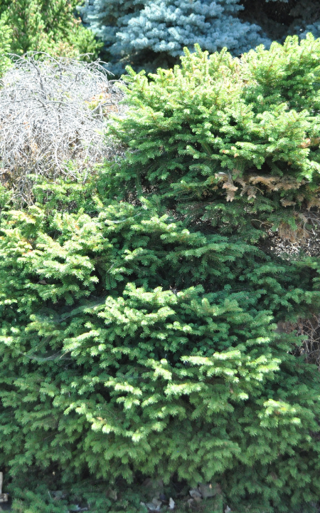 Bird's Nest Spruce