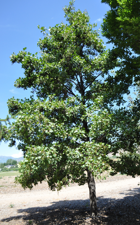 Black Alder tree