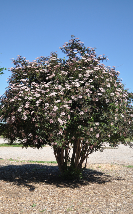 Black Beauty Elderberry shrub